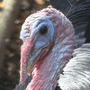 Franklin the turkey at Prospect Park Zoo